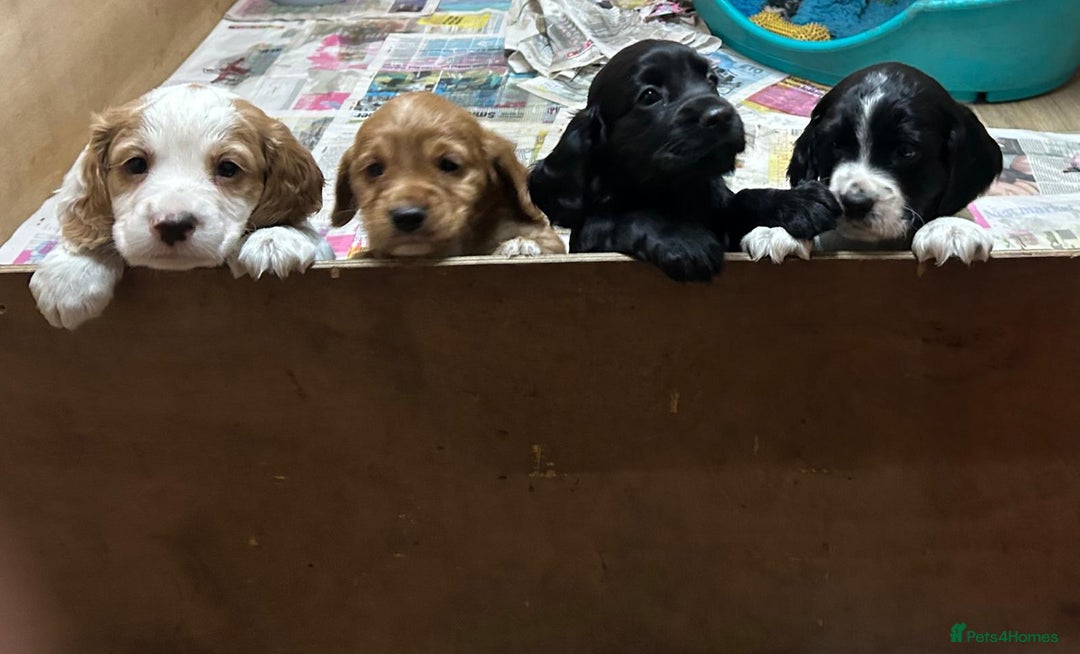 Cocker Spaniel dogs for sale: Working Cocker Spaniel puppies  - Advert 6