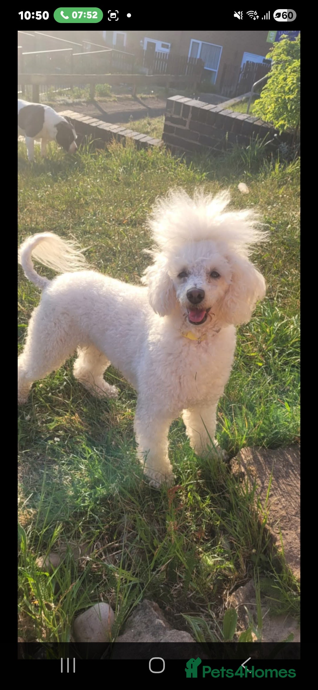 Toy Poodle dogs for stud: Cream stud  - Advert 2