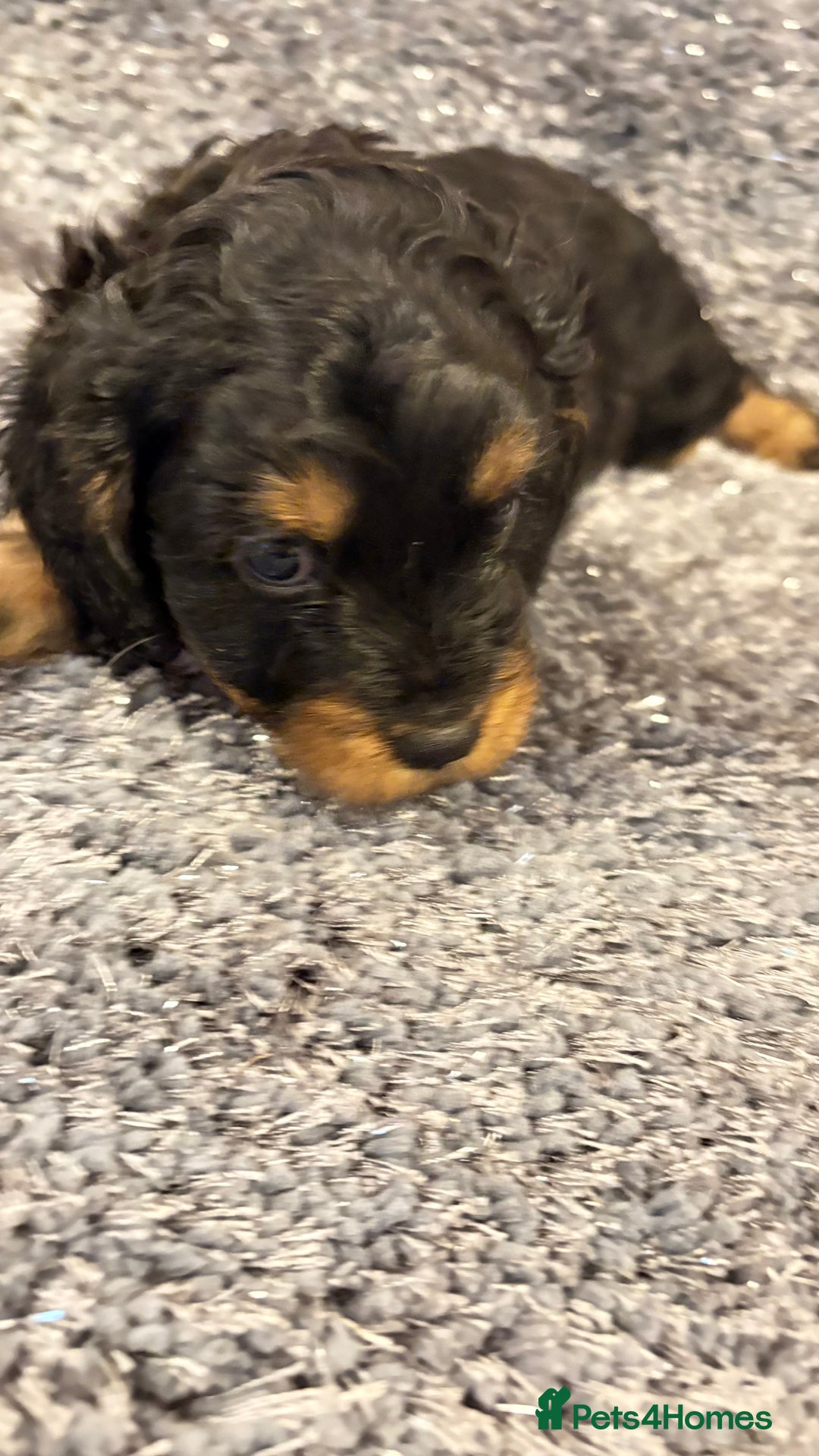 Cavapoo dogs for sale: Gorgeous phantom puppies - Image 6