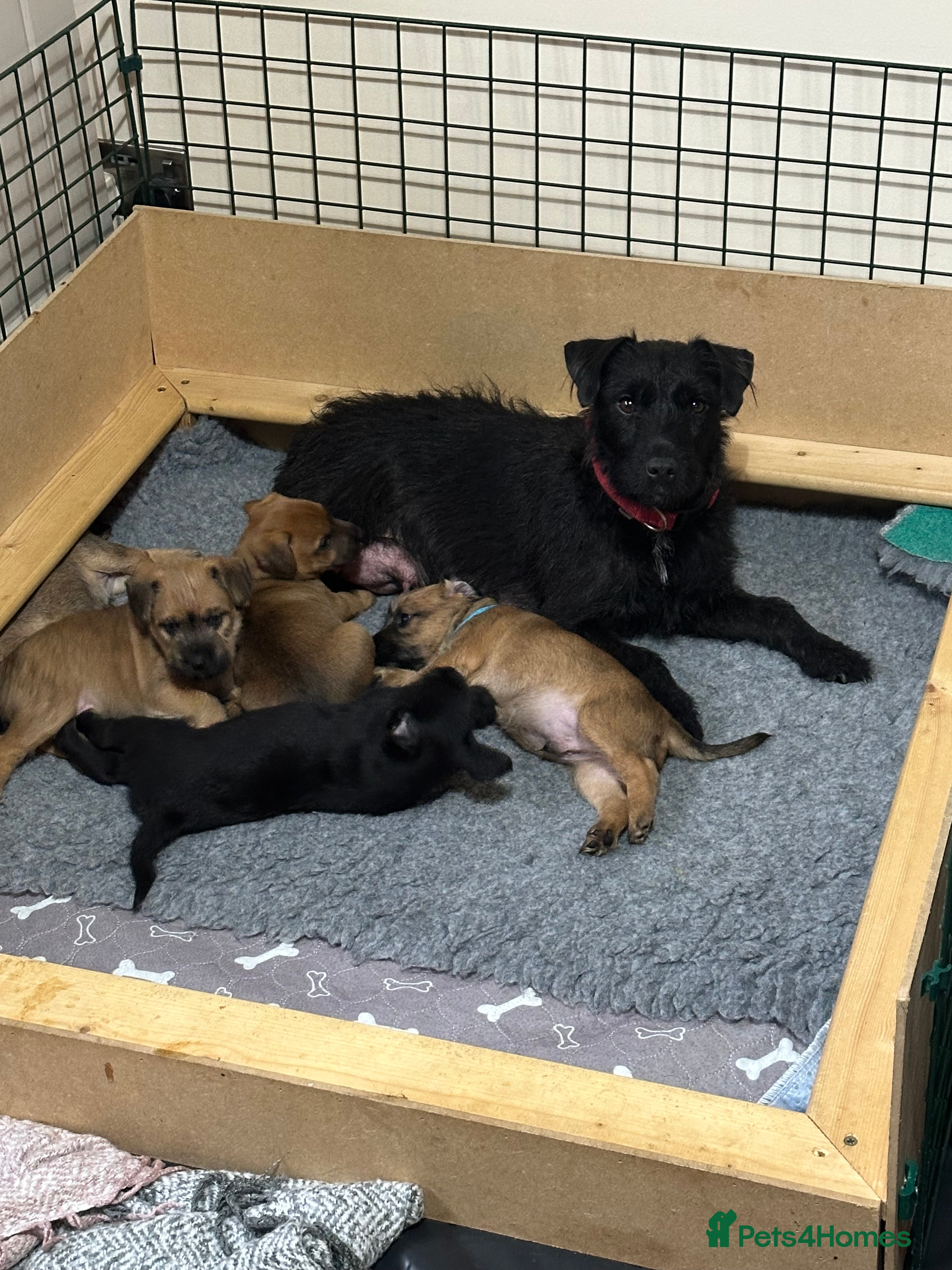 Patterdale Terrier dogs 5 Gorgeous Patterdale Puppies  - Advert 2