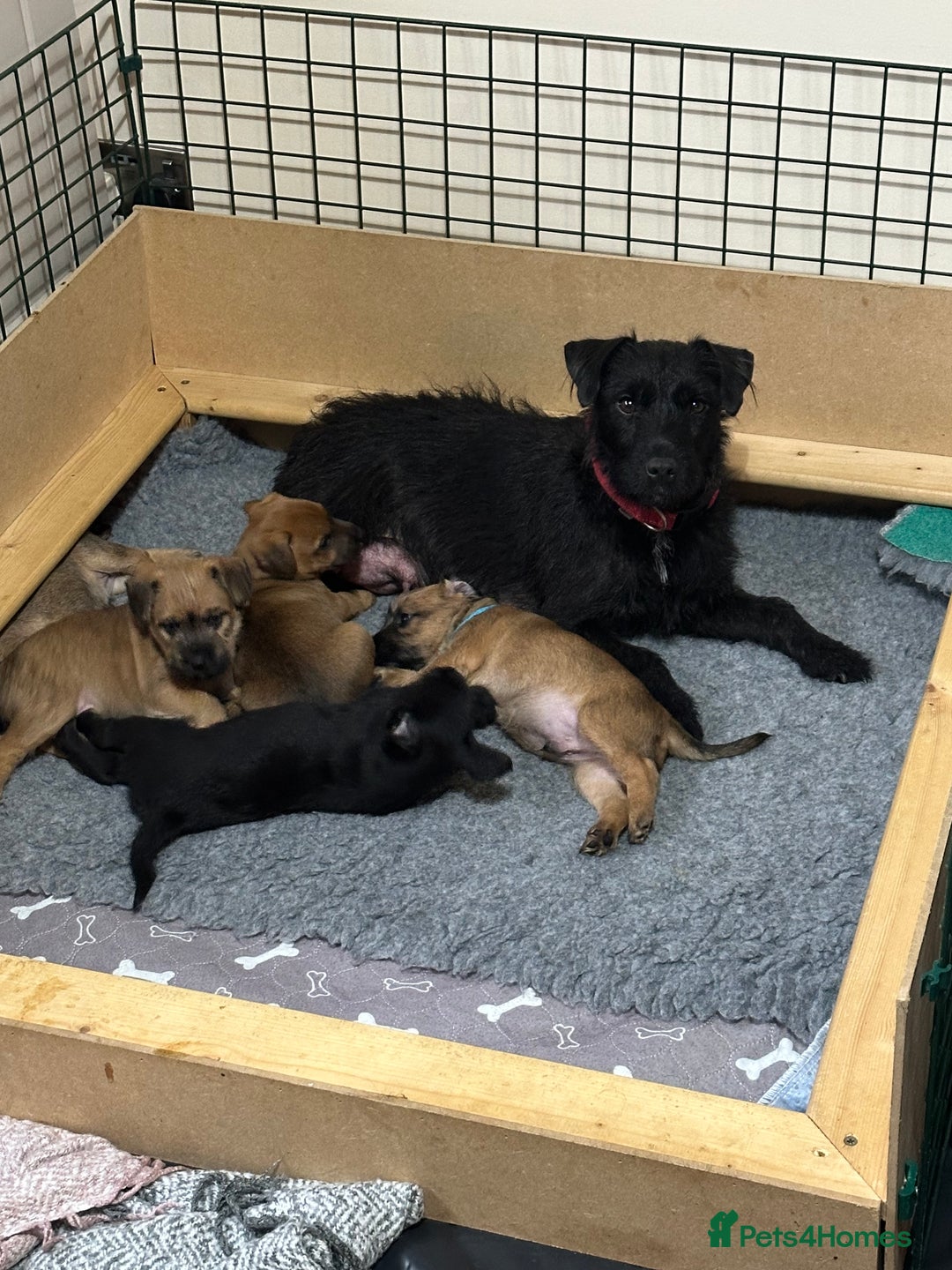 Patterdale Terrier dogs for sale: 5 Gorgeous Patterdale Puppies  - Advert 1