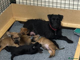 Patterdale Terrier dogs 5 Gorgeous Patterdale Puppies - Advert 2
