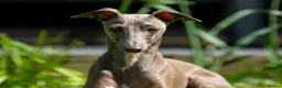 Italian Greyhound dogs for stud: Stud dog in Norfolk in Norwich - Advert 3