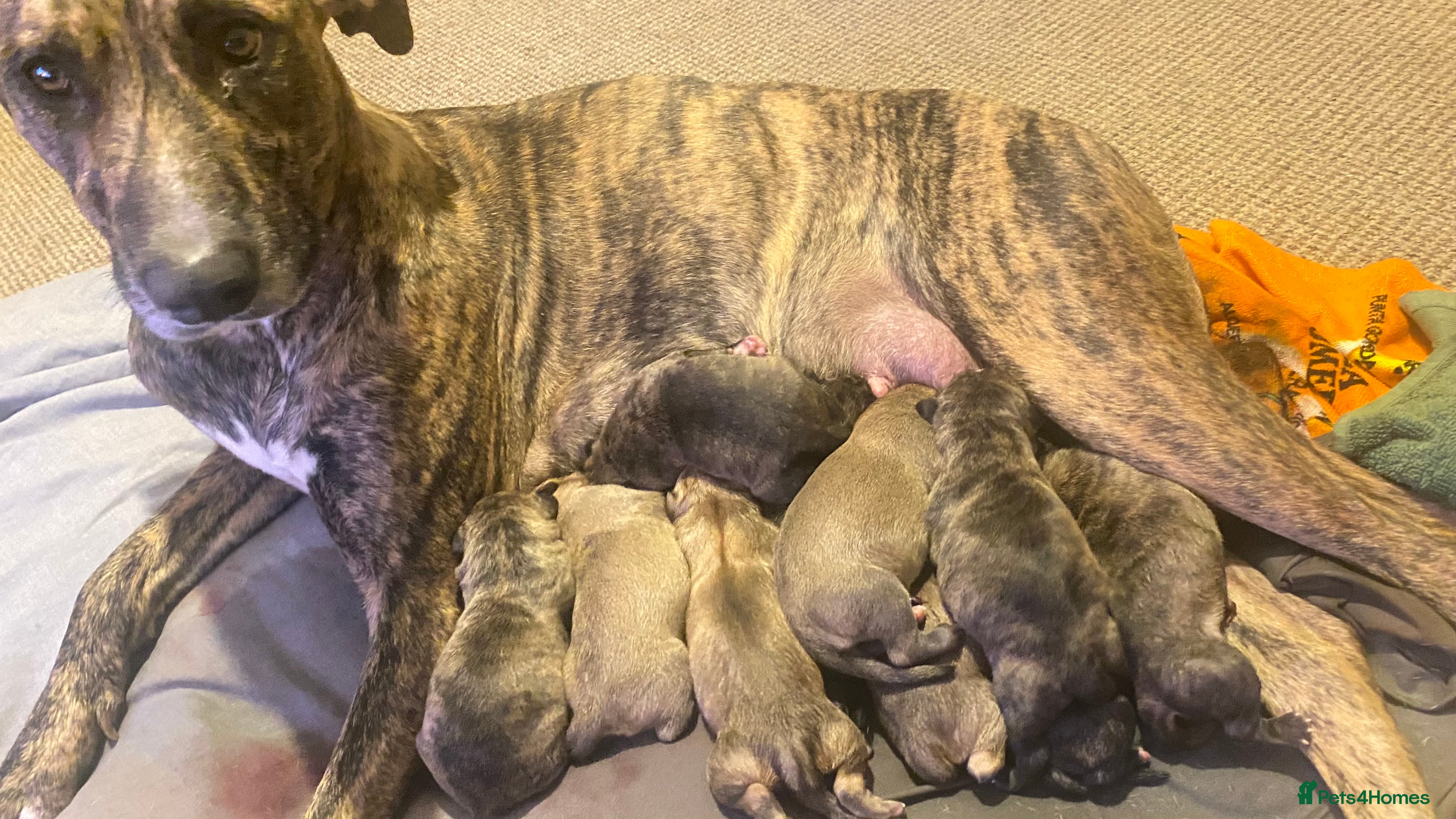 Staffordshire Bull Terrier dogs Bull, bull cross bull lurcher - Advert 1