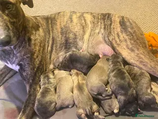 Staffordshire Bull Terrier dogs Bull, bull cross bull lurcher - Advert 4