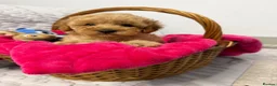 Cavapoo dogs for sale: Cavapoo F1b Puppies with Health Tested Parents - Advert 3