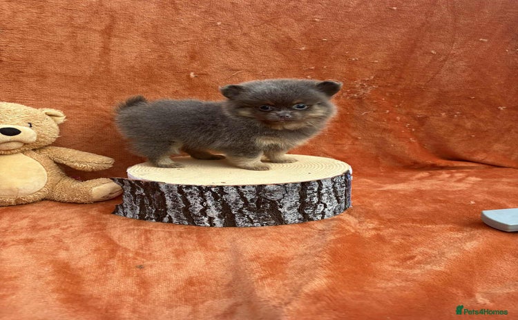 Pomeranian dogs - Advert 1