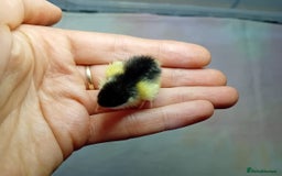 Quail poultry for sale: Coturnix, Celadon and Chinese Painted Quail Chicks - Image 23