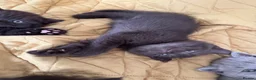 British Shorthair cats for sale: British shorthair kittens  - Advert 12