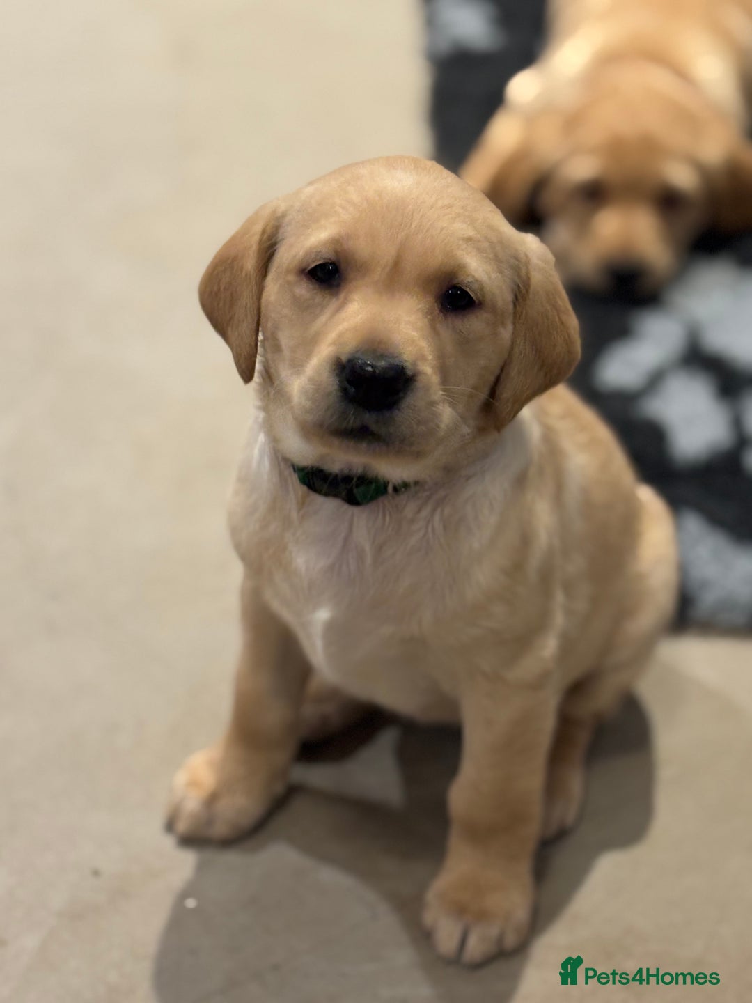 Labrador Retriever dogs for sale: KC Registered Labrador Puppies for Sale - Advert 4