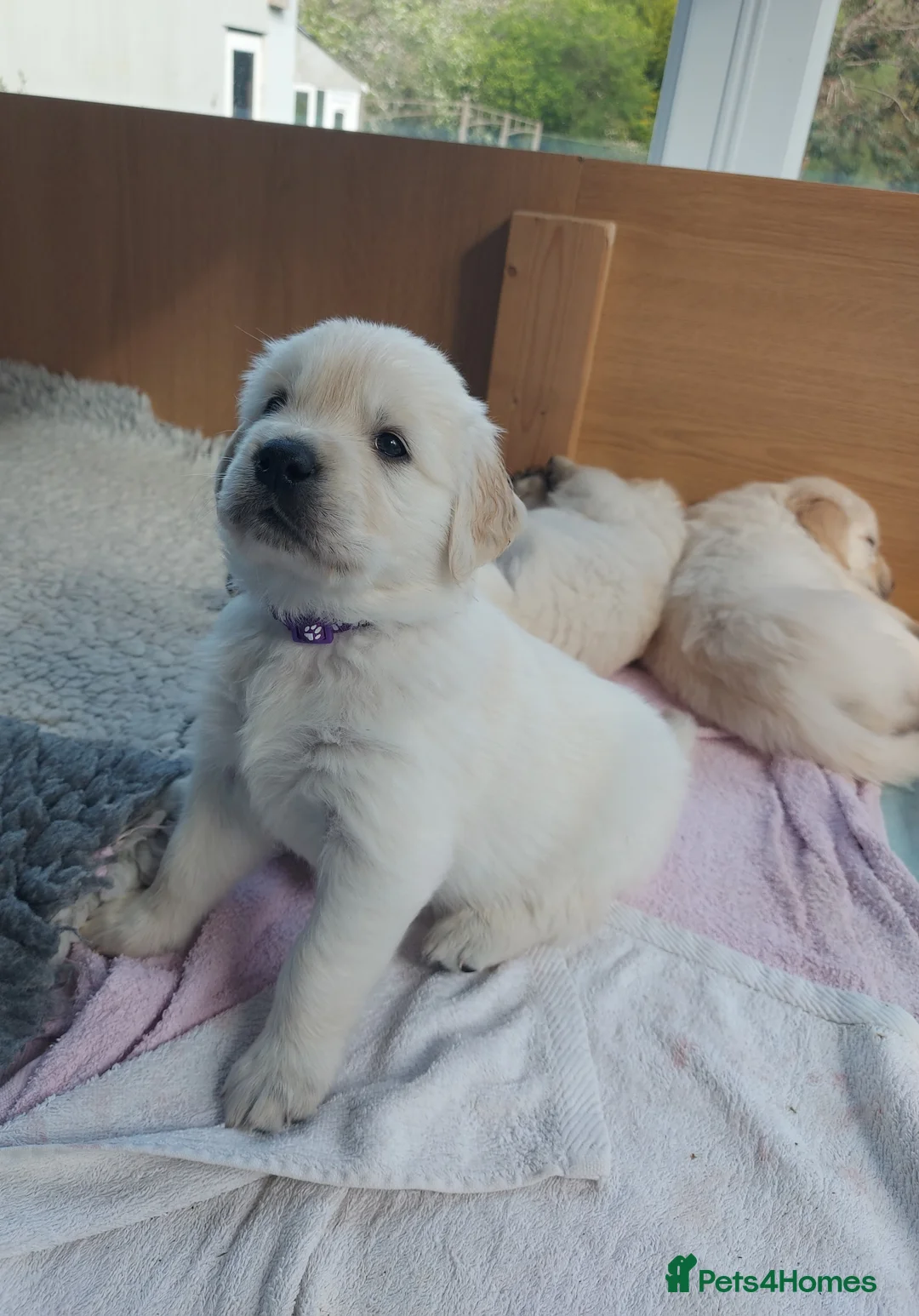 Golden Retriever dogs for sale: KC registered Golden Retriever Pups *5 Males* - Advert 25