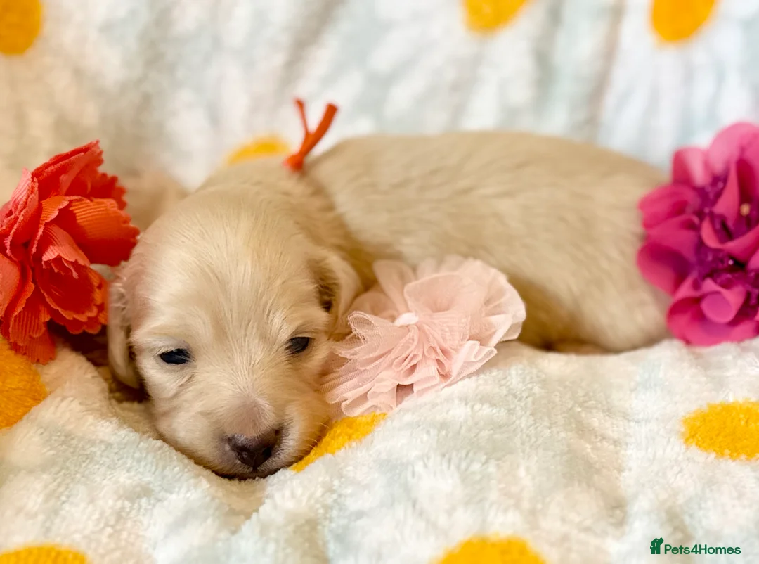 Miniature Dachshund dogs for sale: Stunning litter miniature of long haired creams  - Advert 33