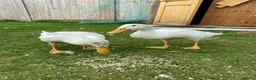 Ducks poultry for sale: Two beautiful white ducks - Advert 3