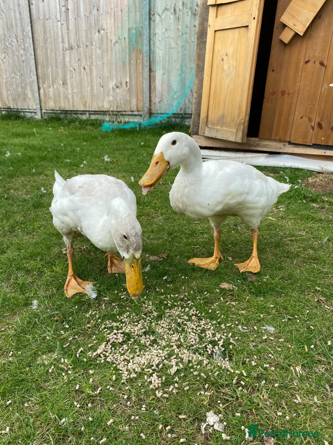 Ducks poultry for sale: Two beautiful white ducks - Advert 3