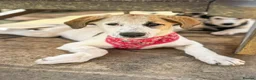 Mixed Breed dogs for adoption: Bubbly Bailey - Advert 1