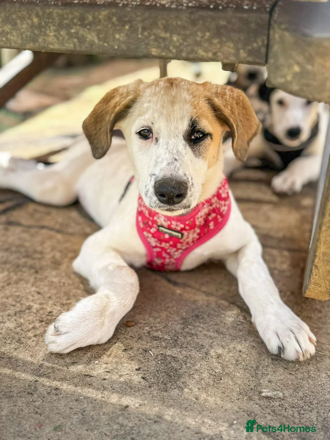 Mixed Breed dogs for adoption: Bubbly Bailey - Advert 1