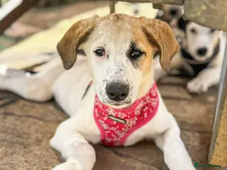 Mixed Breed dogs for adoption: Bubbly Bailey - Advert 2