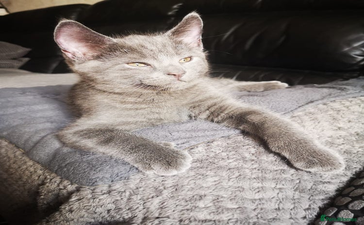 Russian Blue cats - Advert 5