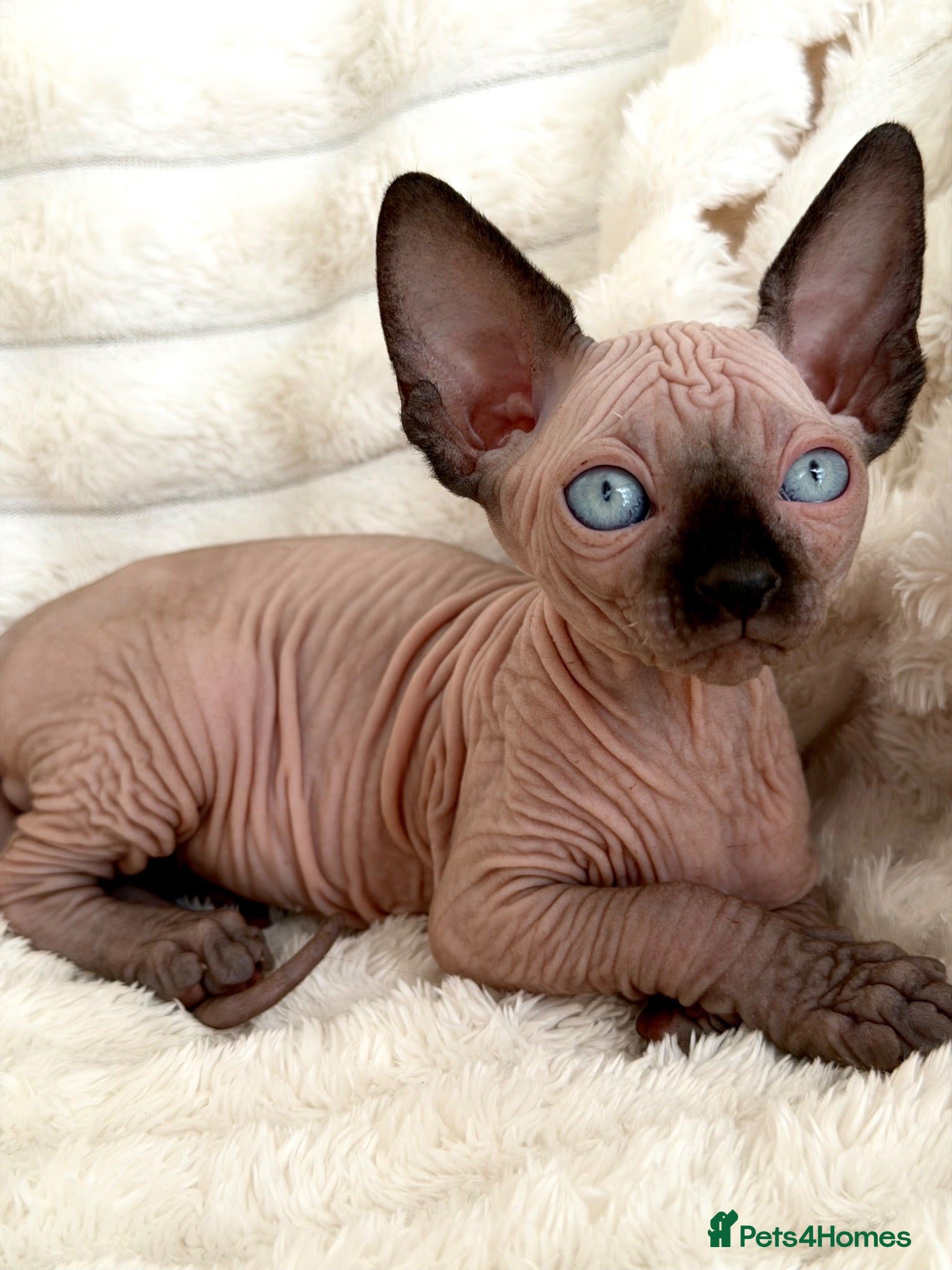 Sphynx cats Sphynx Kittens — Ready for Their New Homes ❤️ - Advert 1