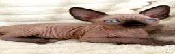 Sphynx cats for sale: 🐾 Beautiful Sphynx Kittens – Raised With Love 🐾 - Advert 15
