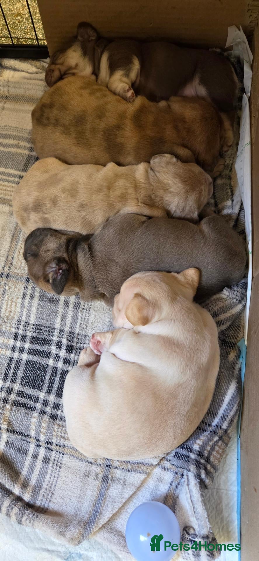 French Bulldog dogs Stunning French bull dog puppies lincolnshire - Advert 18
