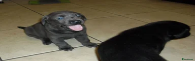 Labrador Retriever 4