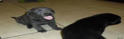 Labrador Retriever dogs for sale: 7 BEAUTIFUL FRIENDLY PUPPIES FOR SALE  - Advert 14