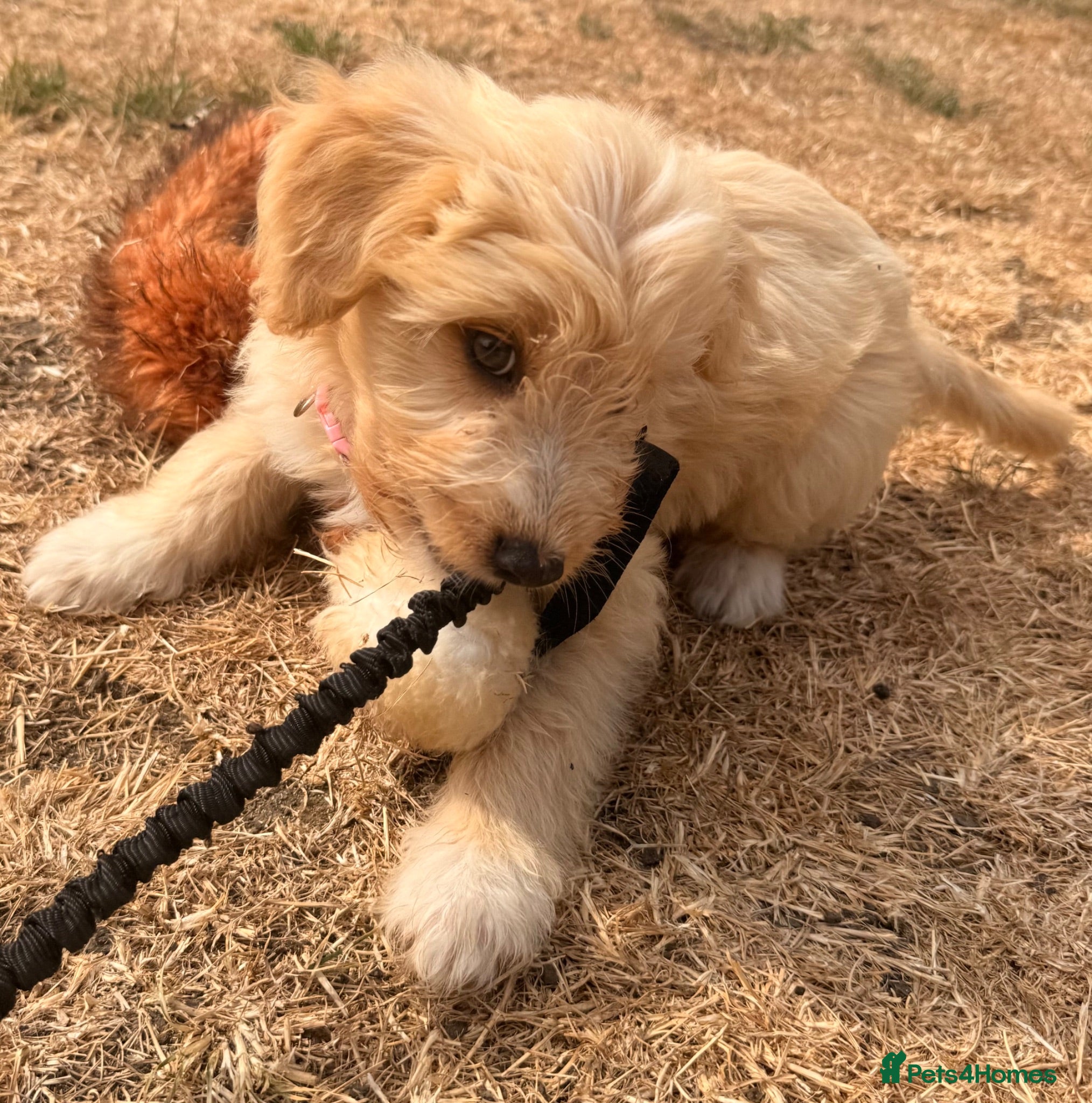 Australian Labradoodle dogs Australian double doodle puppies  - Advert 1