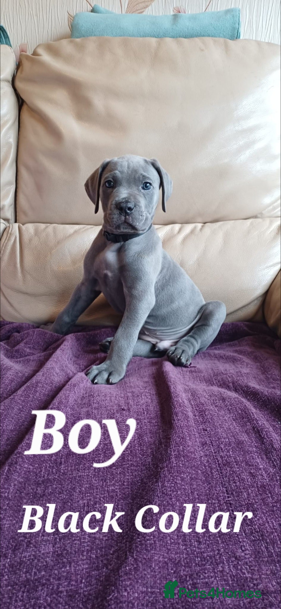 Cane Corso dogs for sale: Stunning 4th Generation Cane Corse Pups  - Advert 18