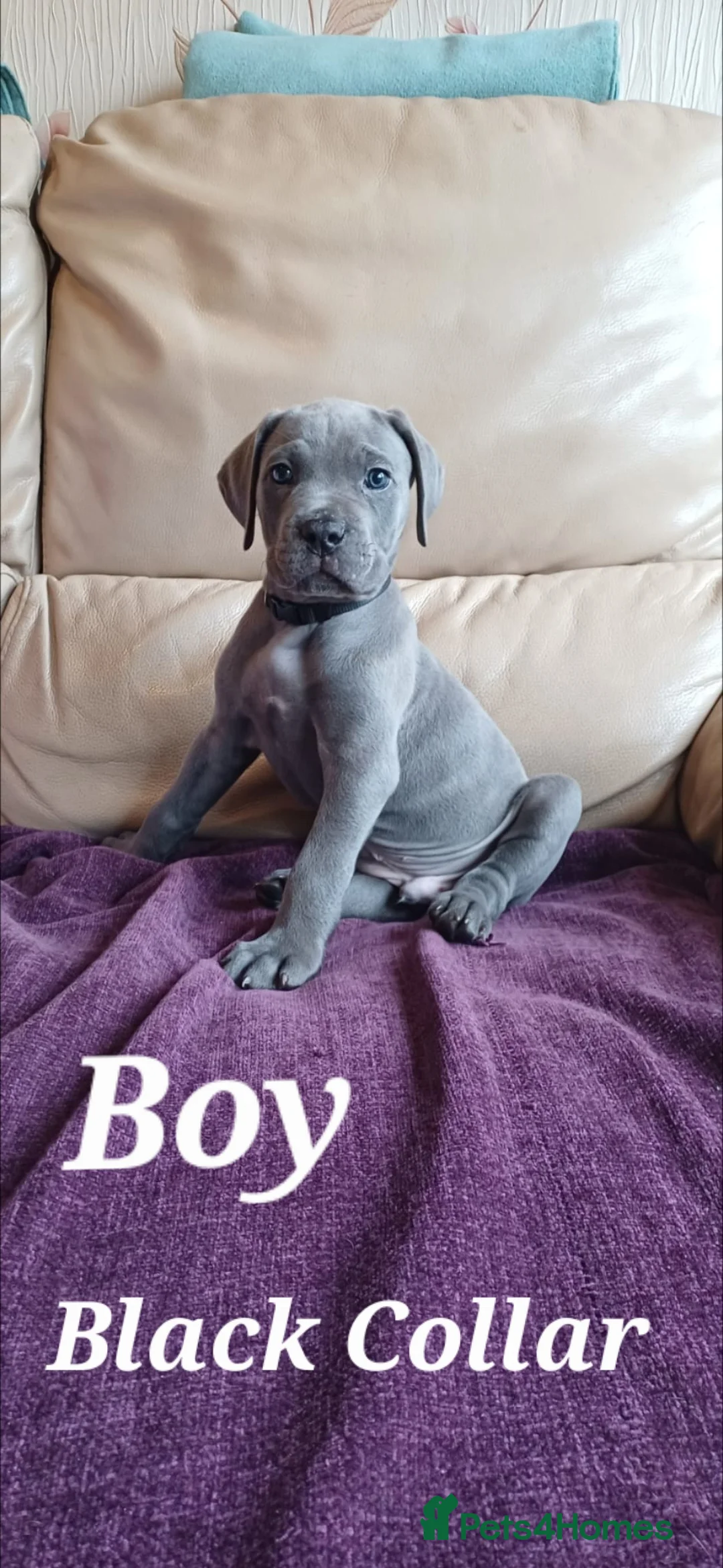 Cane Corso dogs for sale: Stunning 4th Generation Cane Corse Pups  - Advert 17