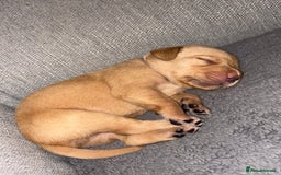 Labrador Retriever dogs for sale: Labrador Retriever Pups - Image 21