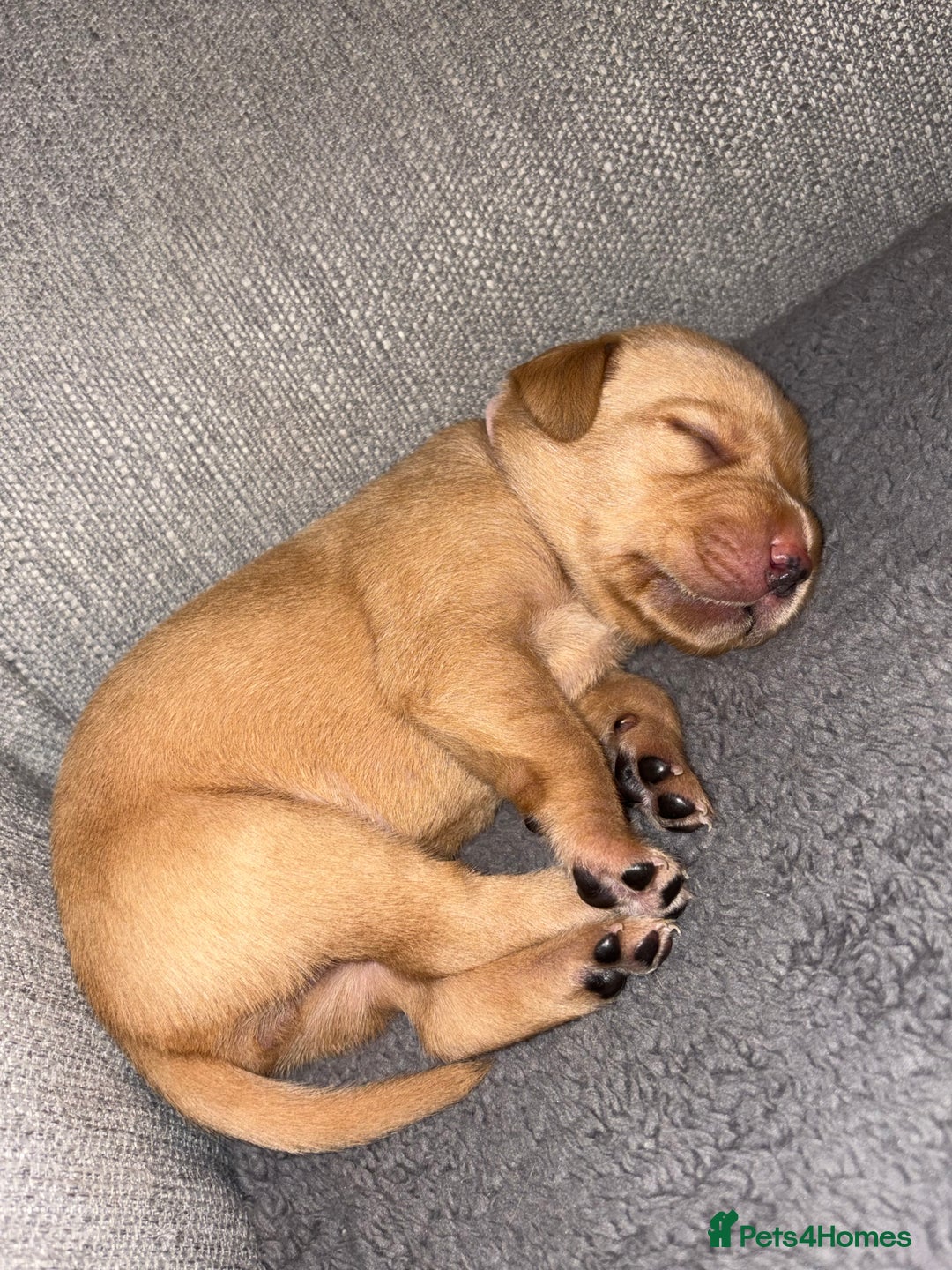Labrador Retriever dogs for sale: Labrador Retriever Pups - Image 21