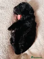 Cavapoo 4 - Pippa Black Boy