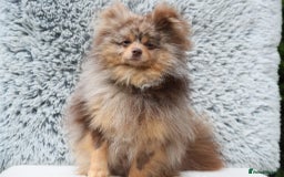 Pomeranian dogs for sale: Beautiful 1 year old Pomeranian for sale  - Image 2