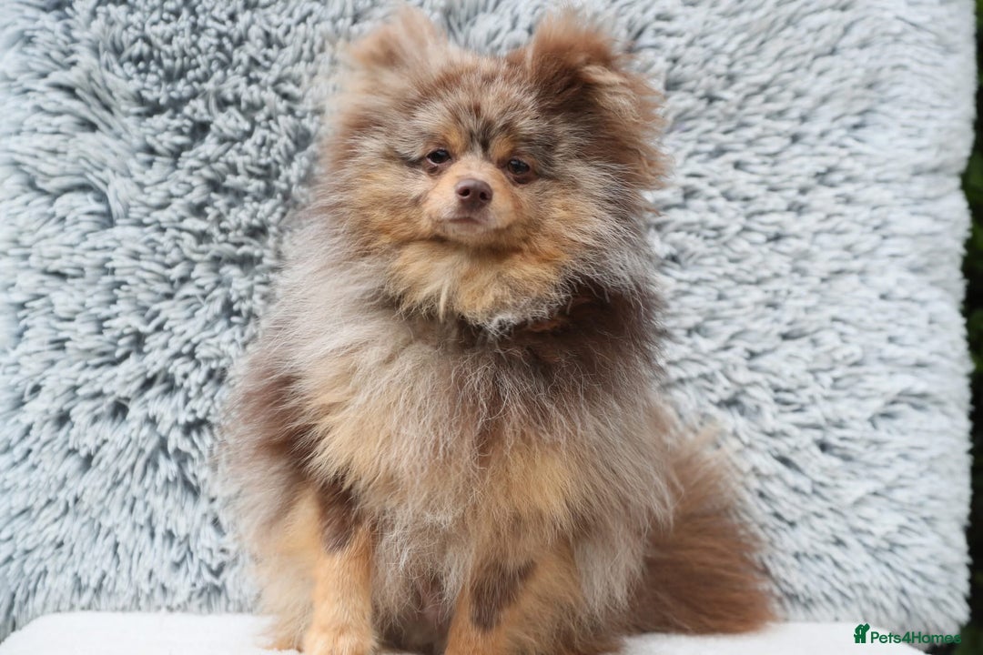 Pomeranian dogs for sale: Beautiful 1 year old Pomeranian for sale  - Image 2