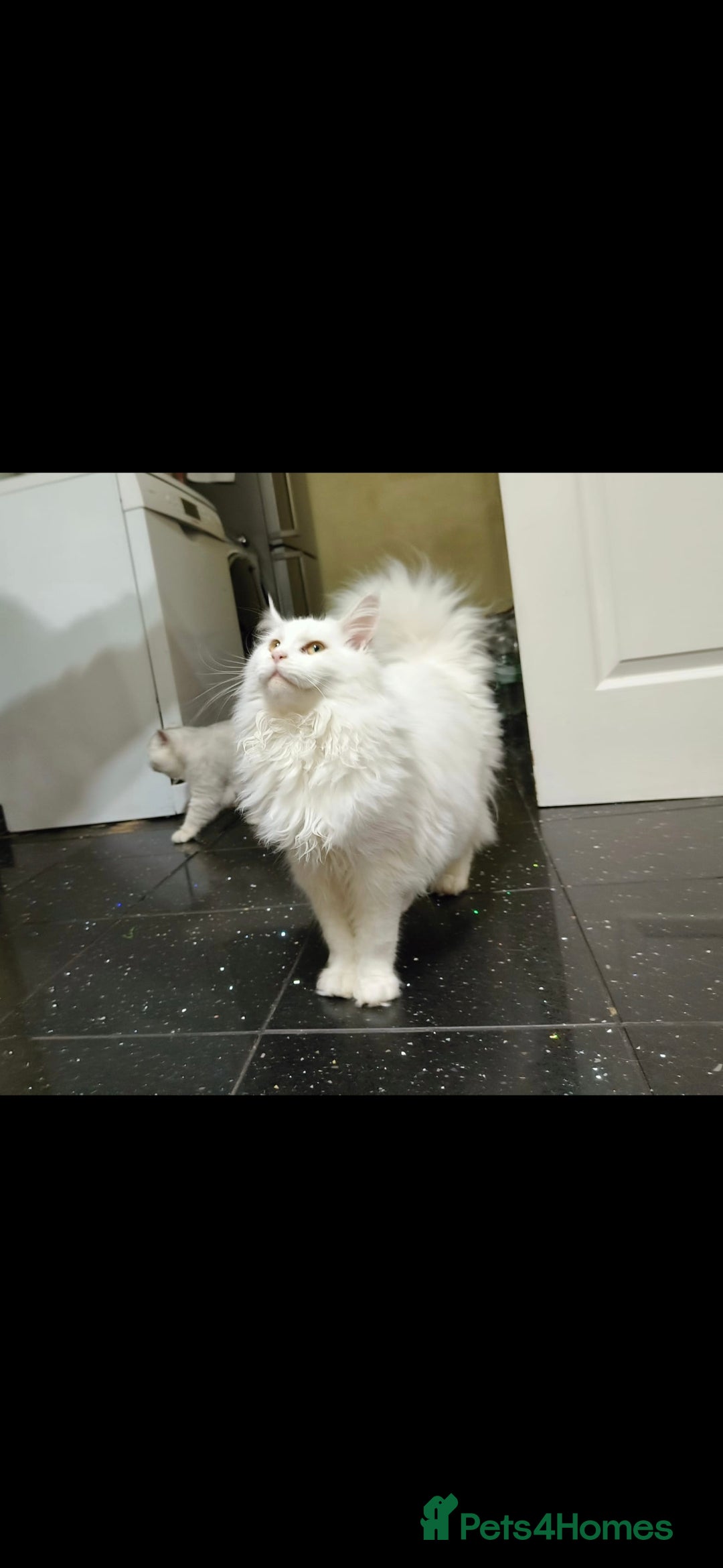 Maine Coon cats for sale: Pedigree XL Mainecoon kittens - Image 20