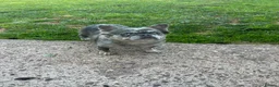 French Bulldog dogs for sale: Dwkc French bulldog Merle puppies  in Derby - Advert 10