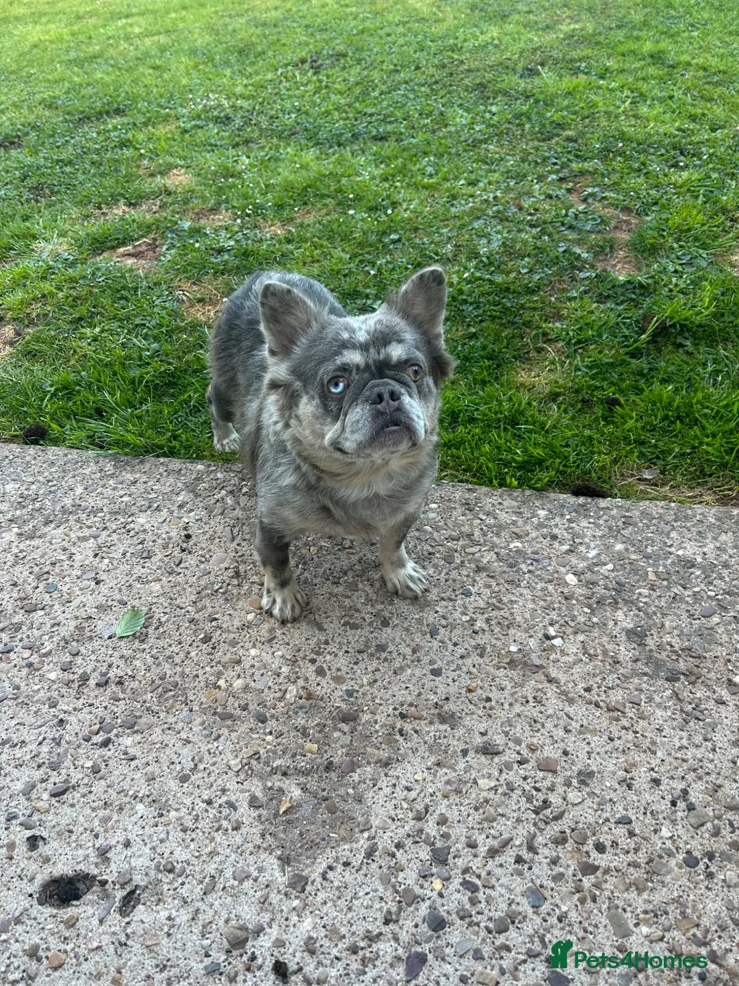 French Bulldog dogs for sale: Dwkc French bulldog Merle puppies  in Derby - Advert 10