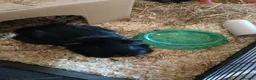 Guinea Pig rodents for sale: Pair of Male Boars.  in Rugby - Advert 4