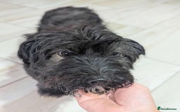 Mixed Breed dogs for adoption: Small playful girl needs a home with another dog - Image 6