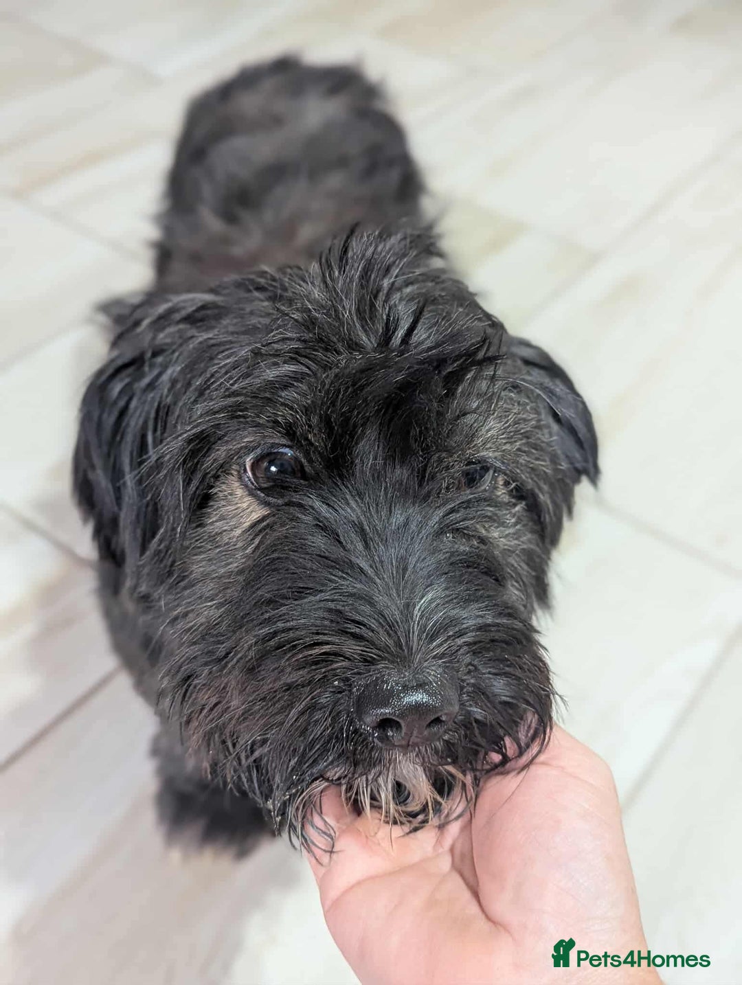 Mixed Breed dogs for adoption: Small playful girl needs a home with another dog - Image 6