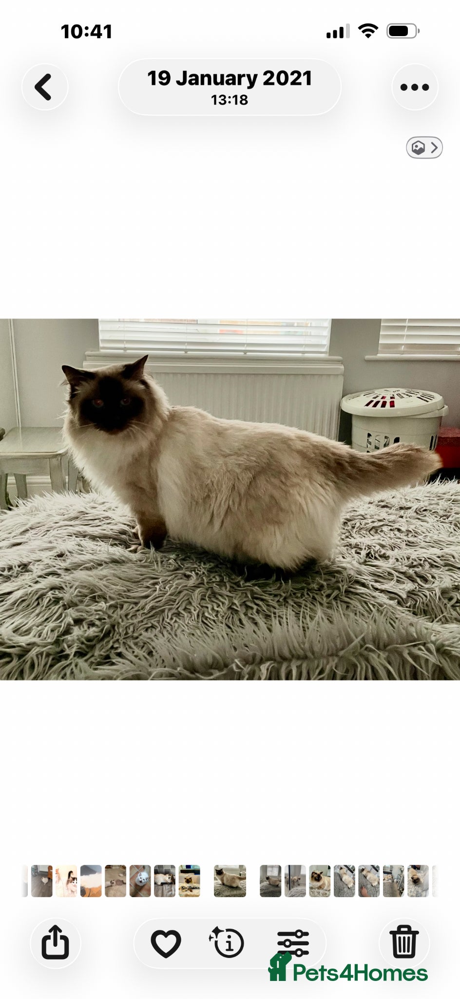 Ragdoll cats Active stud available GCCF  - Advert 2
