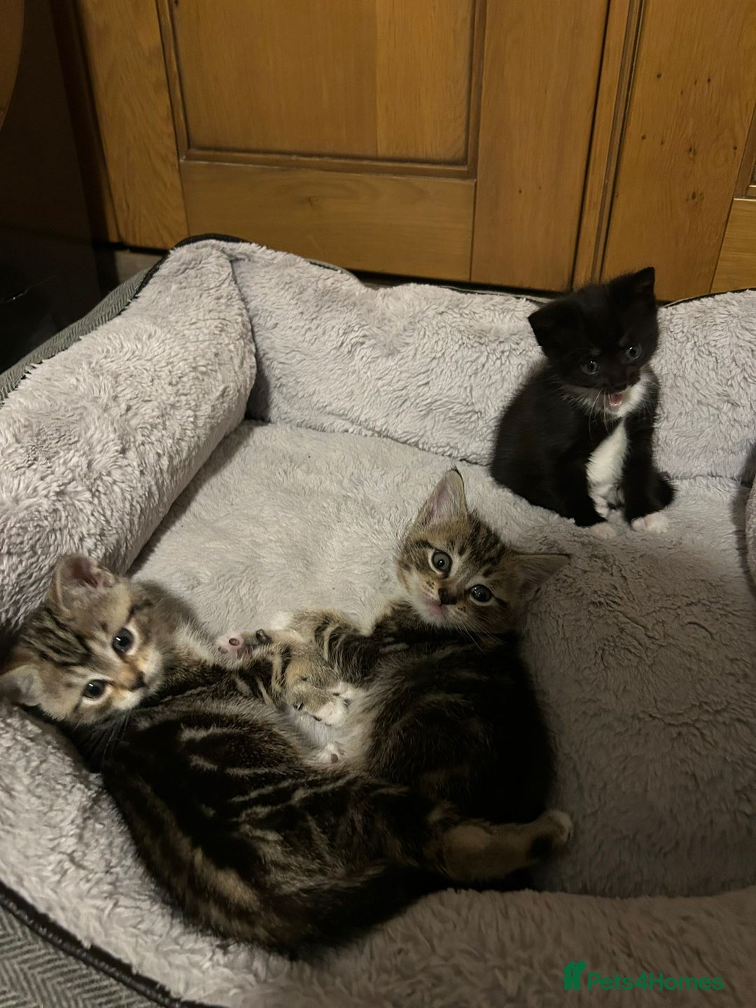 Mixed Breed cats for sale: Adorable kittens FOR SALE - Advert 7