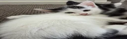 Mixed Breed cats for sale: Adorable kittens for sale - Advert 5