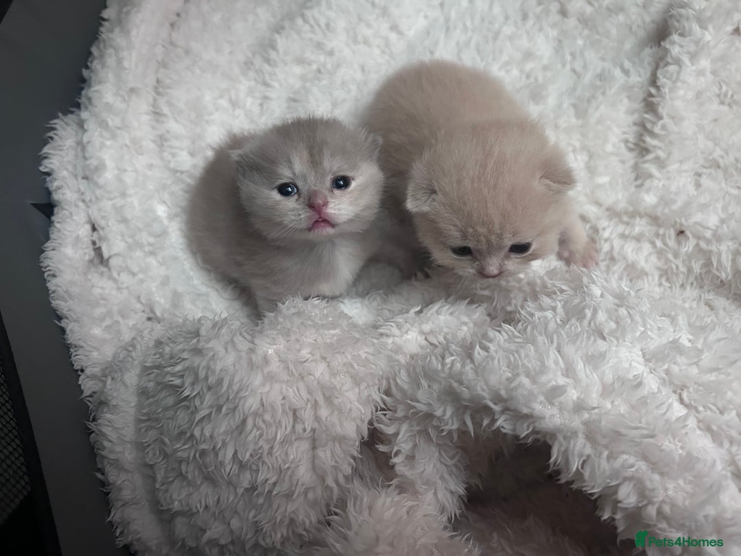 Scottish Fold cats for sale: READY TO RESERVE!! Stunning Scottish Fold Kittens  - Image 5