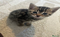 Bengal cats for sale: Half Bengal kittens   - Image 7