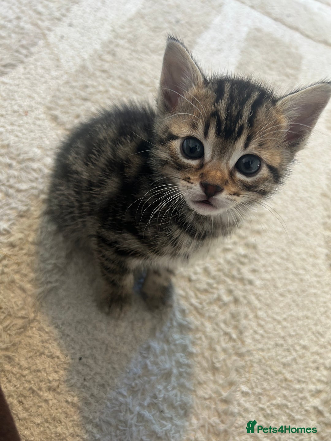 Bengal cats for sale: Half Bengal kittens   - Image 7