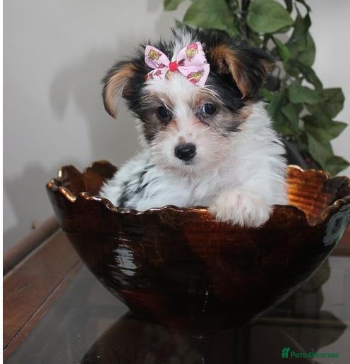 Yorkshire Terrier dogs Dior needs a forever home - Advert 17