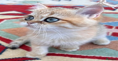 British Shorthair cats Very special BSH Golden kittens  - Advert 5