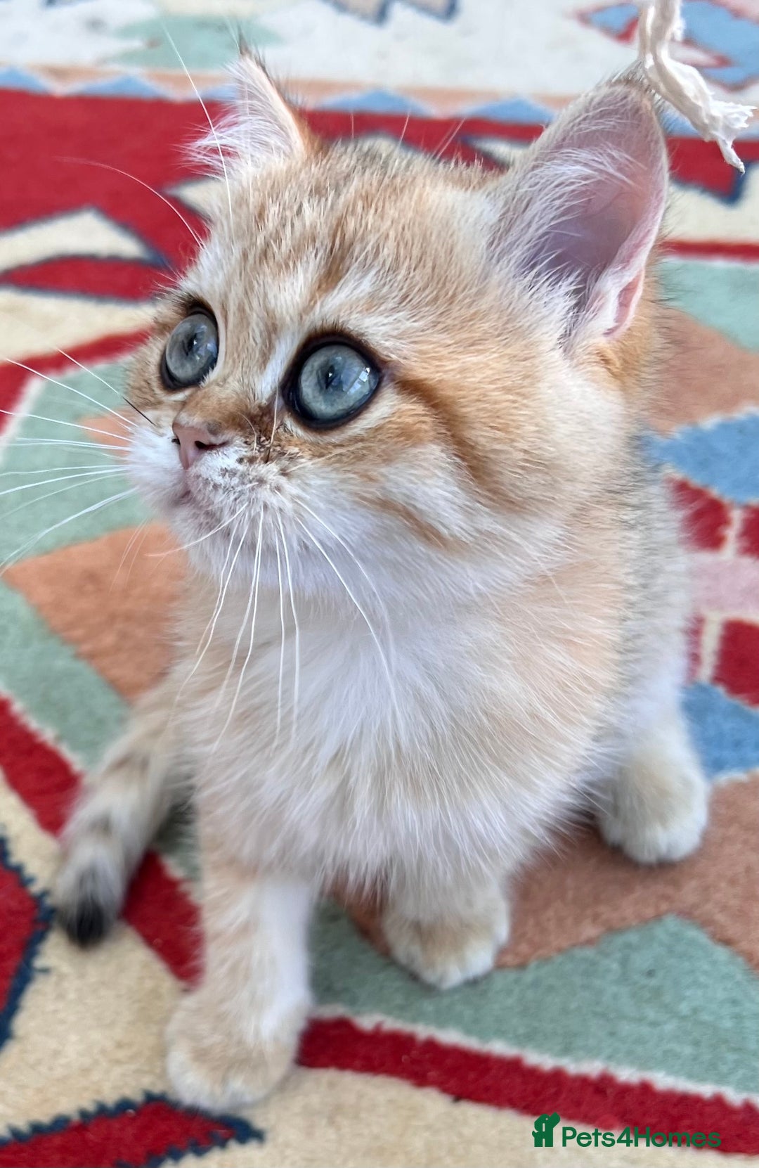 British Shorthair cats for sale:  **   ** : BSH Golden champion lines - Advert 19